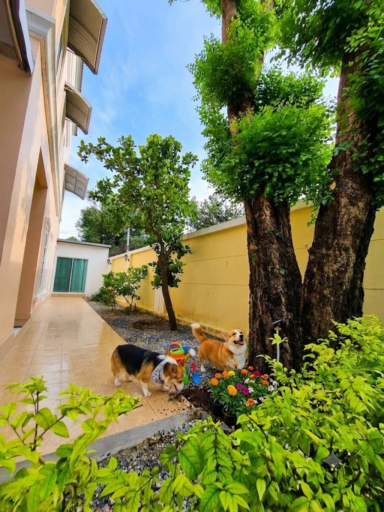 ให้เช่า Townhome หลังมุม 5นอน มีสวนในตัว URBAN SATHORN สาทร ราชพฤกษ์